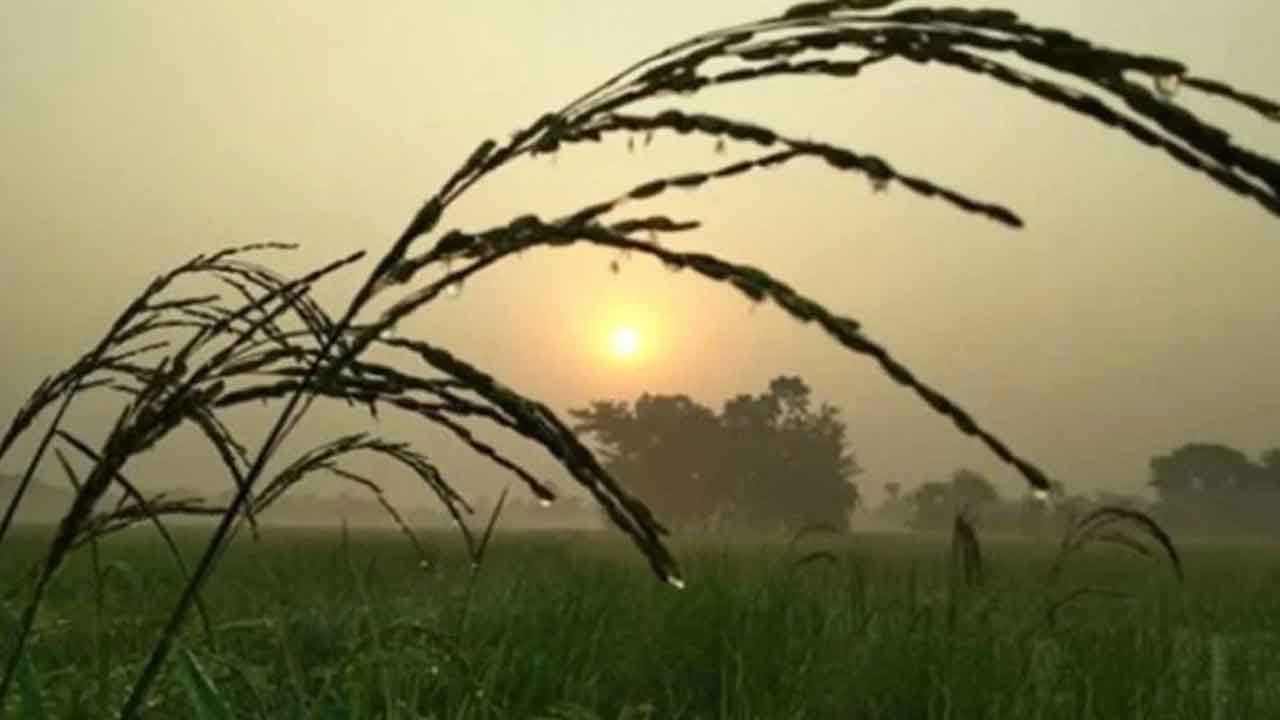 শীত নিয়ে নতুন বার্তা দিলো আবহাওয়া অফিস