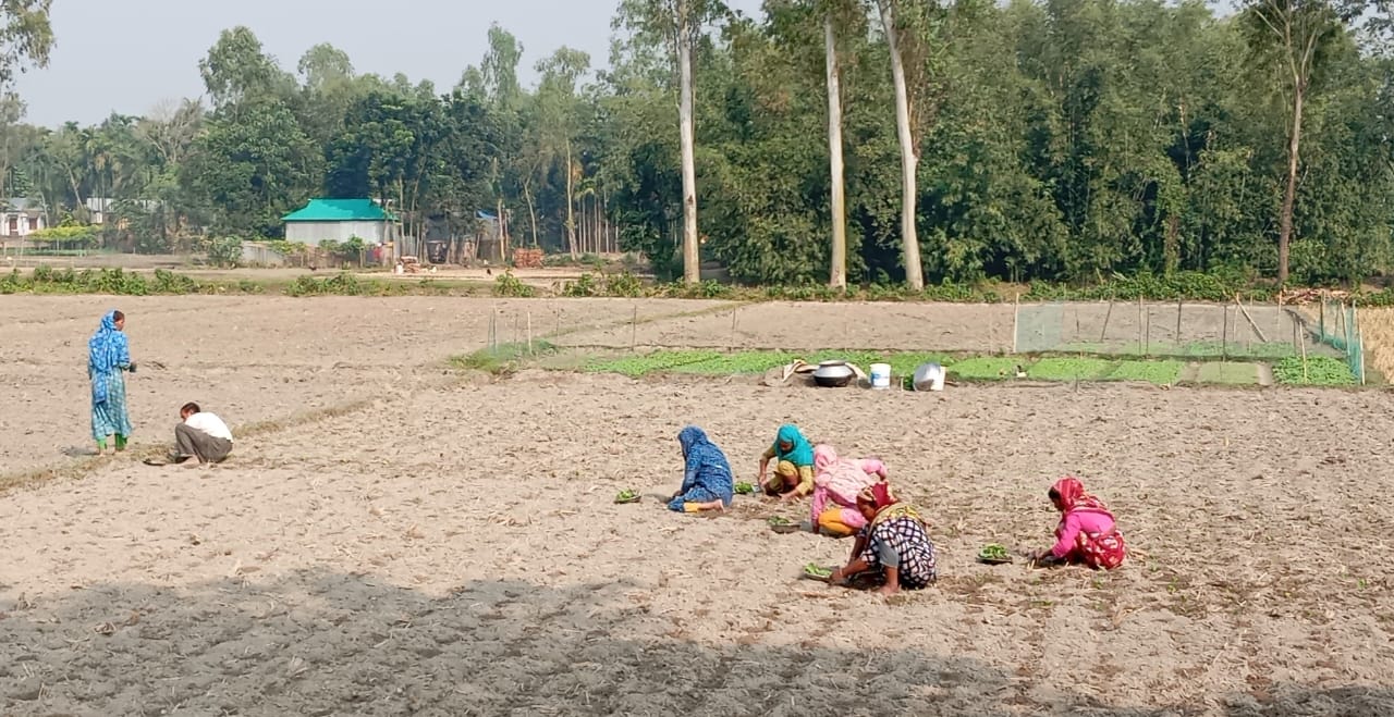 তামাক চাষে ব্যস্ত সময় পার করছে লালমনিরহাটের চাষীরা